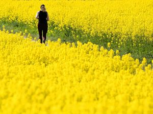 Keindahan Musim Semi yang Dirundung Corona