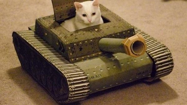 Hilangkan Bosan Isolasi, Pemilik Kucing Buatkan Tank dari Kardus