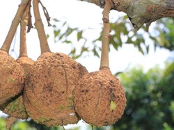 Unik! Durian Gundul Berhasil Dipetik Setelah Eksperimen 12 Tahun