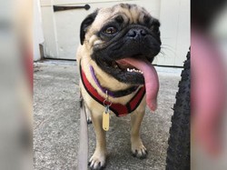 Pertama di AS, Seekor Anjing Tertular Virus Corona dari Pemiliknya