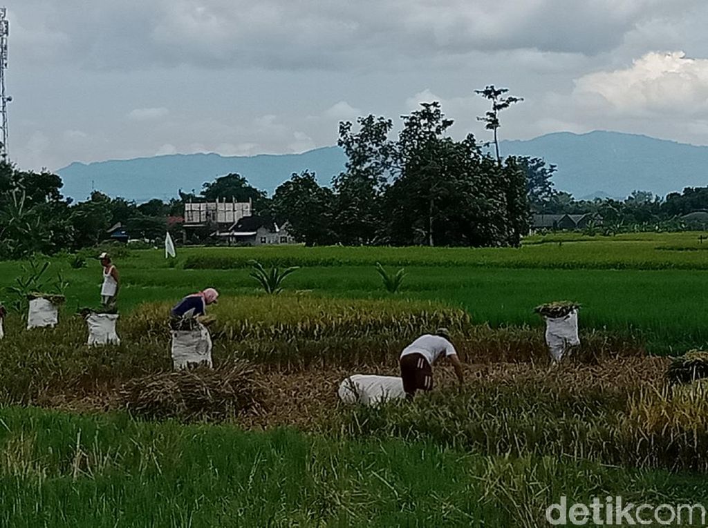 Urban Farming: Tren Milenial Jadi Petani untuk Cari Cuan Urban Farming: Tren Milenial Jadi Petani untuk Cari Cuan