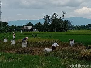Limbah PLTU Ternyata Bisa Genjot Hasil Panen Padi, Ini Contohnya Limbah PLTU Ternyata Bisa Genjot Hasil Panen Padi, Ini Contohnya