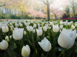 Valentines Day, Ini 5 Bunga Valentine Bermakna Cinta yang Cocok untuk Kado