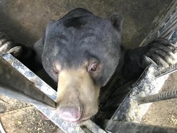 Begini Kondisi Terkini 2 Beruang Madu yang Sempat Lepas di Yogya