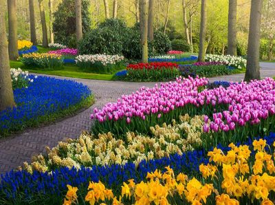 Mengintip Taman Bunga Tulip Terindah di Dunia