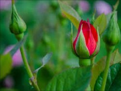 Bersemi Setelah Pandemi