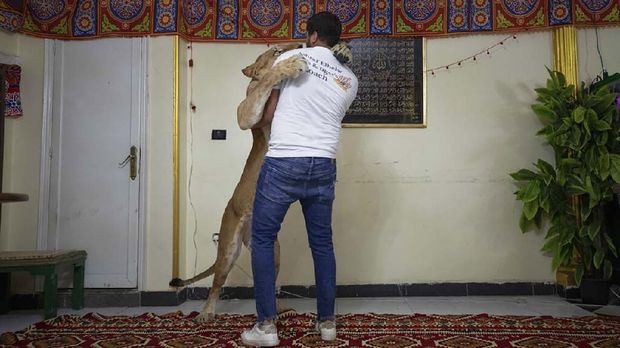 In this April 28, 2020 photo, 26-year-old lion tamer Ashraf el-Helw hugs his 5-year-old female African lion 'Joumana,' after performing a show, part of a coronavirus stay home and stay safe call to encourage people to stay home, inside his family apartment, in Cairo, Egypt. With the national circus closed due to the pandemic, el-Helw has his big cats performing tricks at his Cairo apartment and posts performance videos on social media. (AP Photo/Nariman El-Mofty)
