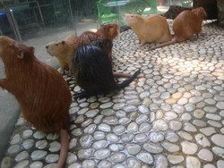 Kenalkan Ini Nutria, Hewan Pengerat Imut di Batu Secret Zoo