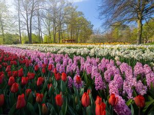 Tak Ada Pengunjung, Taman Bunga Terindah di Dunia Kian Memesona