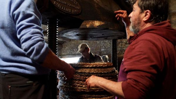 Potret Penyulingan Minyak Zaitun di Spanyol