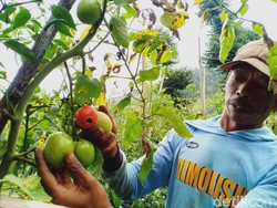 Cerita Pilu Petani Sayuran di Bandung Barat Kena Imbas Wabah Corona