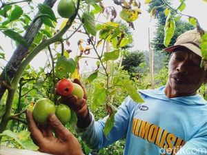 Cerita Pilu Petani Sayuran di Bandung Barat Kena Imbas Wabah Corona Cerita Pilu Petani Sayuran di Bandung Barat Kena Imbas Wabah Corona