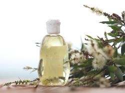 8 Manfaat Minyak Kayu Putih untuk Kesehatan