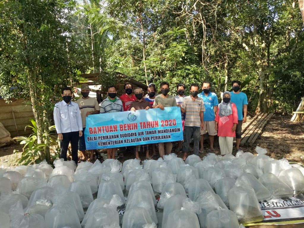 KKP Salurkan 53,1 Juta Benih Ikan ke Pembudidaya Terdampak Corona KKP Salurkan 53,1 Juta Benih Ikan ke Pembudidaya Terdampak Corona
