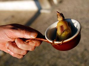 Hiu Busuk dan Tikus, Makanan Aneh yang Disukai Negara Barat Hiu Busuk dan Tikus, Makanan Aneh yang Disukai Negara Barat
