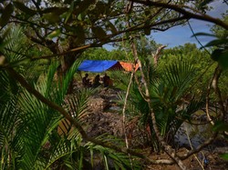 12 Jasad Penambang Emas Tradisional di Madina Disemayamkan