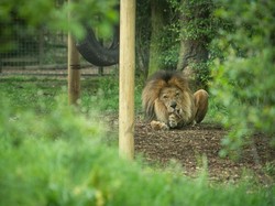 Perbedaan Hewan dan Binatang