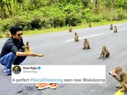 Kocak! Monyet Juga Lakukan Social Distancing Saat Makan Buah