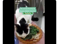 Doyan Pecel dan Buah, Aksi Makan Kucing yang Antimainstream