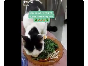 Doyan Pecel dan Buah, Aksi Makan Kucing yang Antimainstream Doyan Pecel dan Buah, Aksi Makan Kucing yang Antimainstream