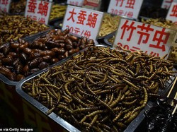 Usai Corona Pasar Malam yang Jual Aneka Serangga di China Buka Kembali