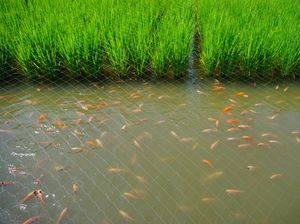 Biar Tetap Moncer, Pembudi Daya Ikan Mina Padi Dapat Bantuan Ini