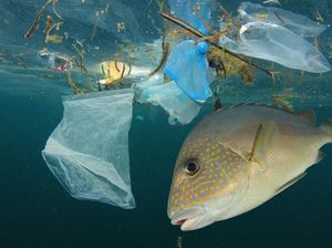 Apa Jadinya Kalau 1 Hari Saja Manusia Tak Buang Sampah Sembarangan?