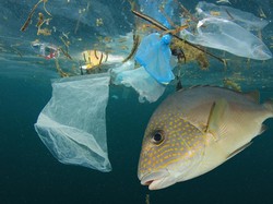 Apa Jadinya Kalau 1 Hari Saja Manusia Tak Buang Sampah Sembarangan?