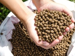 Pakan Tak Naik, Pembudidaya: Produksi Bisa Bertahan Saat COVID-19