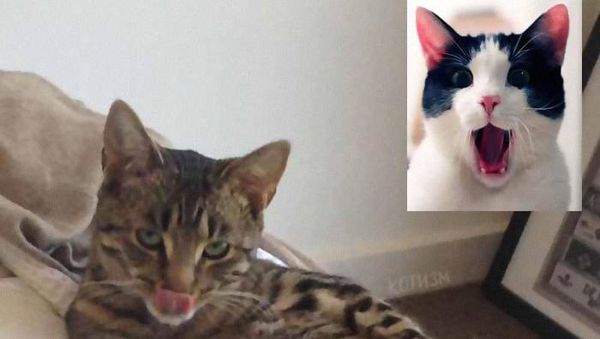 Kocaknya Gaya Para Kucing Video Call Saat Corona
