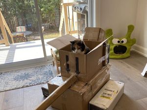 Foto: Ketika Manusia dan Kucing Gabut Saat Karantina