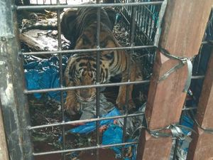 Diumpan Kambing, Harimau Sumatera Muncul di Permukiman Warga Riau Ditangkap