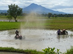 Produksi Beras di Aceh Diprediksi Tembus 1 Juta Ton