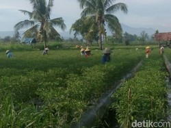 Harga Anjlok Terdampak Corona, Petani Cabai di Situbondo Merana