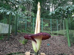 Pas Libur Lebaran, Pas Bunga Bangka Raksasa di Kebun Raya Cibodas Mekar Sempurna