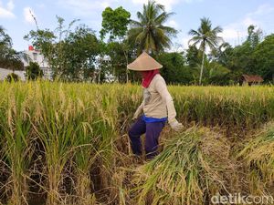 Upah Buruh Tani Stagnan di Rp 52.214/Hari