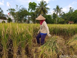 Upah Buruh Tani Stagnan di Rp 52.214/Hari