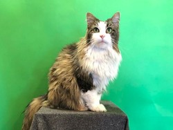 Betty, Si Kucing Peramal Cuaca