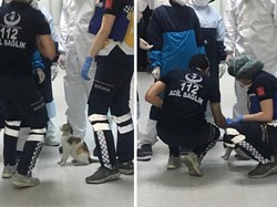 Viral Paramedis Tolong Induk Kucing yang Anaknya Sakit