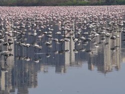 Flamingo Berduyun-duyun Terbang ke Mumbai Saat Lockdown