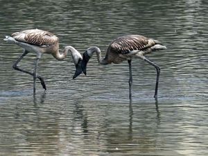 Bahu Membahu Pramugari-Penumpang Selamatkan 6 Telur Flamingo Bahu Membahu Pramugari-Penumpang Selamatkan 6 Telur Flamingo