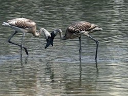 Bahu Membahu Pramugari-Penumpang Selamatkan 6 Telur Flamingo Bahu Membahu Pramugari-Penumpang Selamatkan 6 Telur Flamingo