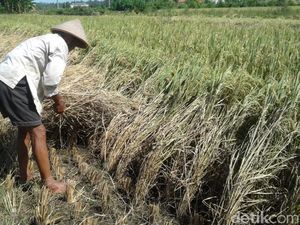Ini Jurus Pemerintah Tangkal Ramalan Krisis Pangan FAO Ini Jurus Pemerintah Tangkal Ramalan Krisis Pangan FAO