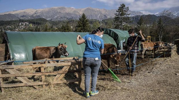 In this image take on Thursday, April 23, 2020 Stefano Gusmini, 43, and his wife Alice Piccardi, 37, left, tend to animals at their farm 'Fattoria della Felicita'' (Farm of Happiness), which hosts also a restaurant and summer camps, in Onore, near Bergamo, northern Italy. In her afternoons, Piccardi volunteers at the doctor’s dormitory at a field hospital in Bergamo. (AP Photo/Luca Bruno)