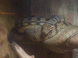 Intip Yuk, Koleksi Reptil Unik di Batu Secret Zoo