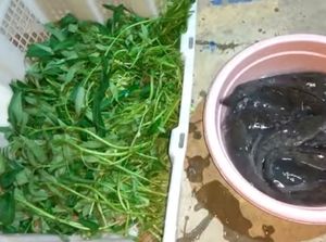 Modal Ember Bisa Budidaya Ikan dan Sayuran Sekaligus Modal Ember Bisa Budidaya Ikan dan Sayuran Sekaligus