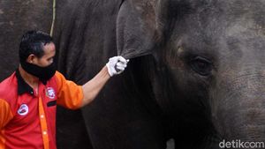 Perawatan Gajah di Tengah Minimnya Pemasukan Taman Satwa Taru Jurug
