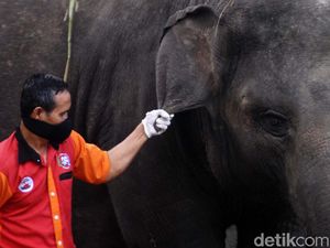 Perawatan Gajah di Tengah Minimnya Pemasukan Taman Satwa Taru Jurug