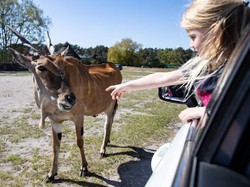 Kebun Binatang Wellington Buka Lagi, Situsnya Crash Diserbu Traveler