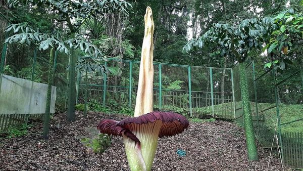 Penampakan Bunga Bangkai yang Mekar di Saat Wabah Corona